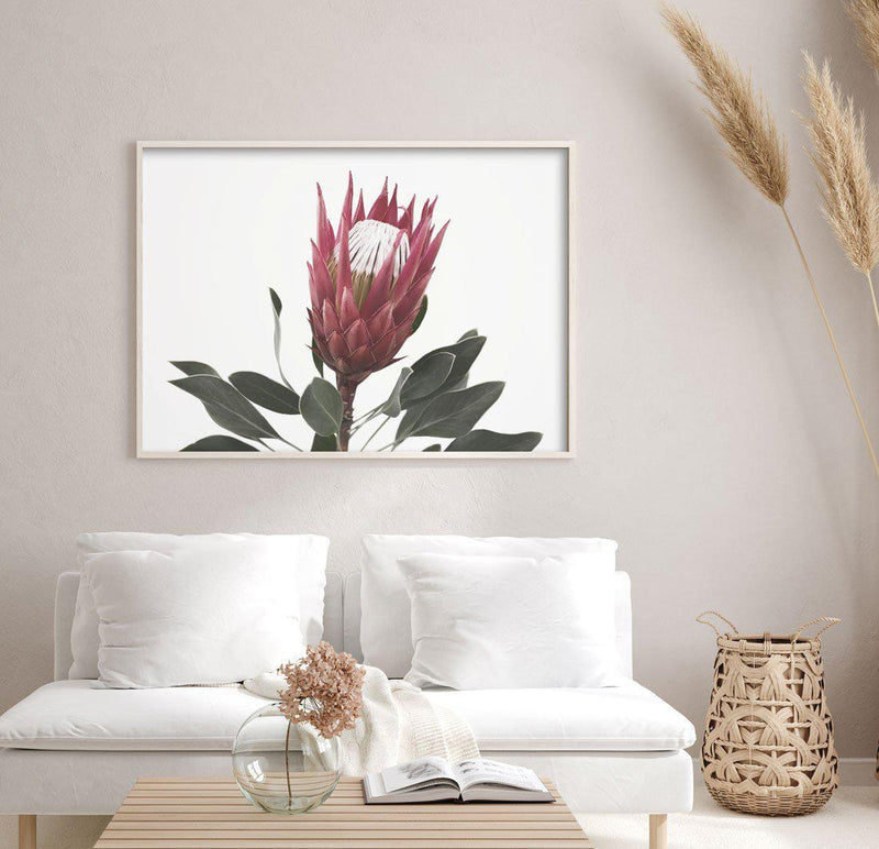 Rouge Protea Art Print-PRINT-Olive et Oriel-Olive et Oriel-Buy-Australian-Art-Prints-Online-with-Olive-et-Oriel-Your-Artwork-Specialists-Austrailia-Decorate-With-Coastal-Photo-Wall-Art-Prints-From-Our-Beach-House-Artwork-Collection-Fine-Poster-and-Framed-Artwork