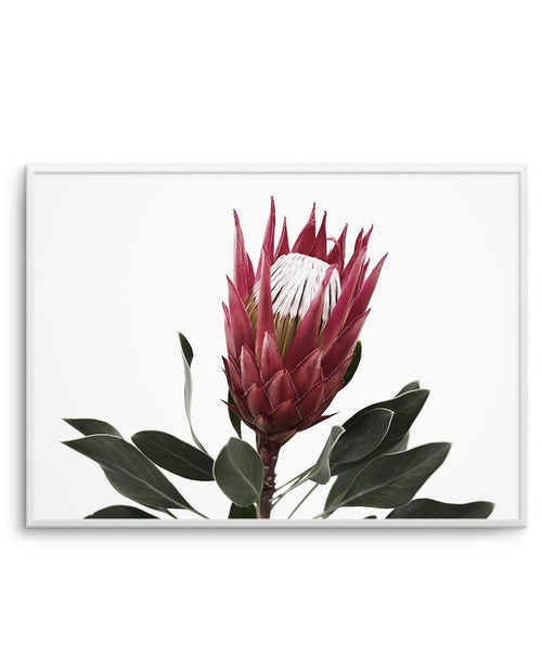 Rouge Protea Art Print-PRINT-Olive et Oriel-Olive et Oriel-A5 | 5.8" x 8.3" | 14.8 x 21cm-Unframed Art Print-With White Border-Buy-Australian-Art-Prints-Online-with-Olive-et-Oriel-Your-Artwork-Specialists-Austrailia-Decorate-With-Coastal-Photo-Wall-Art-Prints-From-Our-Beach-House-Artwork-Collection-Fine-Poster-and-Framed-Artwork