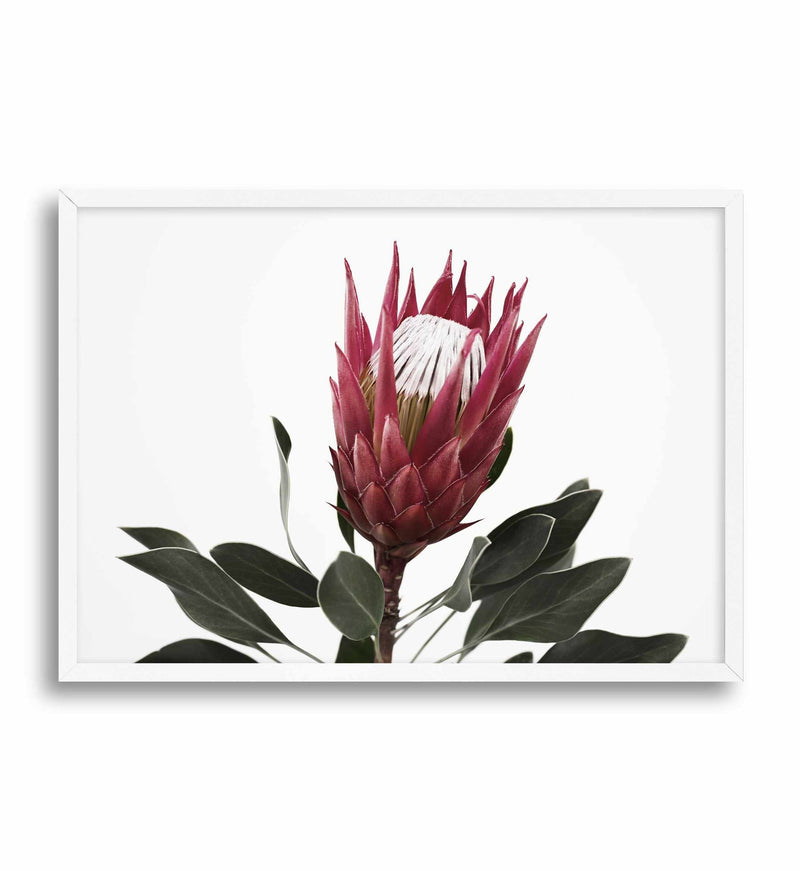 Rouge Protea Art Print-PRINT-Olive et Oriel-Olive et Oriel-A5 | 5.8" x 8.3" | 14.8 x 21cm-White-With White Border-Buy-Australian-Art-Prints-Online-with-Olive-et-Oriel-Your-Artwork-Specialists-Austrailia-Decorate-With-Coastal-Photo-Wall-Art-Prints-From-Our-Beach-House-Artwork-Collection-Fine-Poster-and-Framed-Artwork