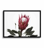 Rouge Protea Art Print-PRINT-Olive et Oriel-Olive et Oriel-A5 | 5.8" x 8.3" | 14.8 x 21cm-Black-With White Border-Buy-Australian-Art-Prints-Online-with-Olive-et-Oriel-Your-Artwork-Specialists-Austrailia-Decorate-With-Coastal-Photo-Wall-Art-Prints-From-Our-Beach-House-Artwork-Collection-Fine-Poster-and-Framed-Artwork