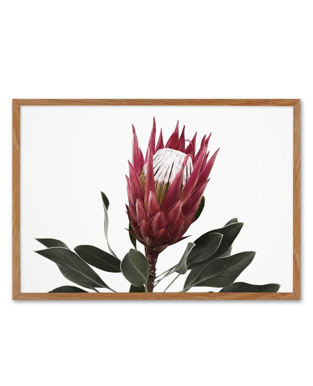 Rouge Protea Art Print-PRINT-Olive et Oriel-Olive et Oriel-50x70 cm | 19.6" x 27.5"-Walnut-With White Border-Buy-Australian-Art-Prints-Online-with-Olive-et-Oriel-Your-Artwork-Specialists-Austrailia-Decorate-With-Coastal-Photo-Wall-Art-Prints-From-Our-Beach-House-Artwork-Collection-Fine-Poster-and-Framed-Artwork