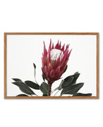 Rouge Protea Art Print-PRINT-Olive et Oriel-Olive et Oriel-50x70 cm | 19.6" x 27.5"-Walnut-With White Border-Buy-Australian-Art-Prints-Online-with-Olive-et-Oriel-Your-Artwork-Specialists-Austrailia-Decorate-With-Coastal-Photo-Wall-Art-Prints-From-Our-Beach-House-Artwork-Collection-Fine-Poster-and-Framed-Artwork