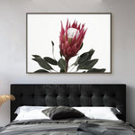 Rouge Protea Art Print-PRINT-Olive et Oriel-Olive et Oriel-Buy-Australian-Art-Prints-Online-with-Olive-et-Oriel-Your-Artwork-Specialists-Austrailia-Decorate-With-Coastal-Photo-Wall-Art-Prints-From-Our-Beach-House-Artwork-Collection-Fine-Poster-and-Framed-Artwork