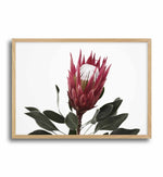 Rouge Protea Art Print-PRINT-Olive et Oriel-Olive et Oriel-A5 | 5.8" x 8.3" | 14.8 x 21cm-Oak-With White Border-Buy-Australian-Art-Prints-Online-with-Olive-et-Oriel-Your-Artwork-Specialists-Austrailia-Decorate-With-Coastal-Photo-Wall-Art-Prints-From-Our-Beach-House-Artwork-Collection-Fine-Poster-and-Framed-Artwork
