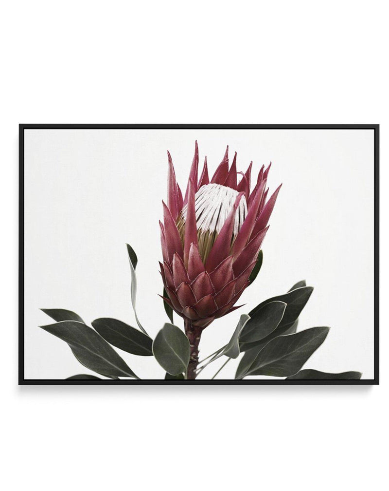 Rouge Protea | Framed Canvas-CANVAS-You can shop wall art online with Olive et Oriel for everything from abstract art to fun kids wall art. Our beautiful modern art prints and canvas art are available from large canvas prints to wall art paintings and our proudly Australian artwork collection offers only the highest quality framed large wall art and canvas art Australia - You can buy fashion photography prints or Hampton print posters and paintings on canvas from Olive et Oriel and have them del