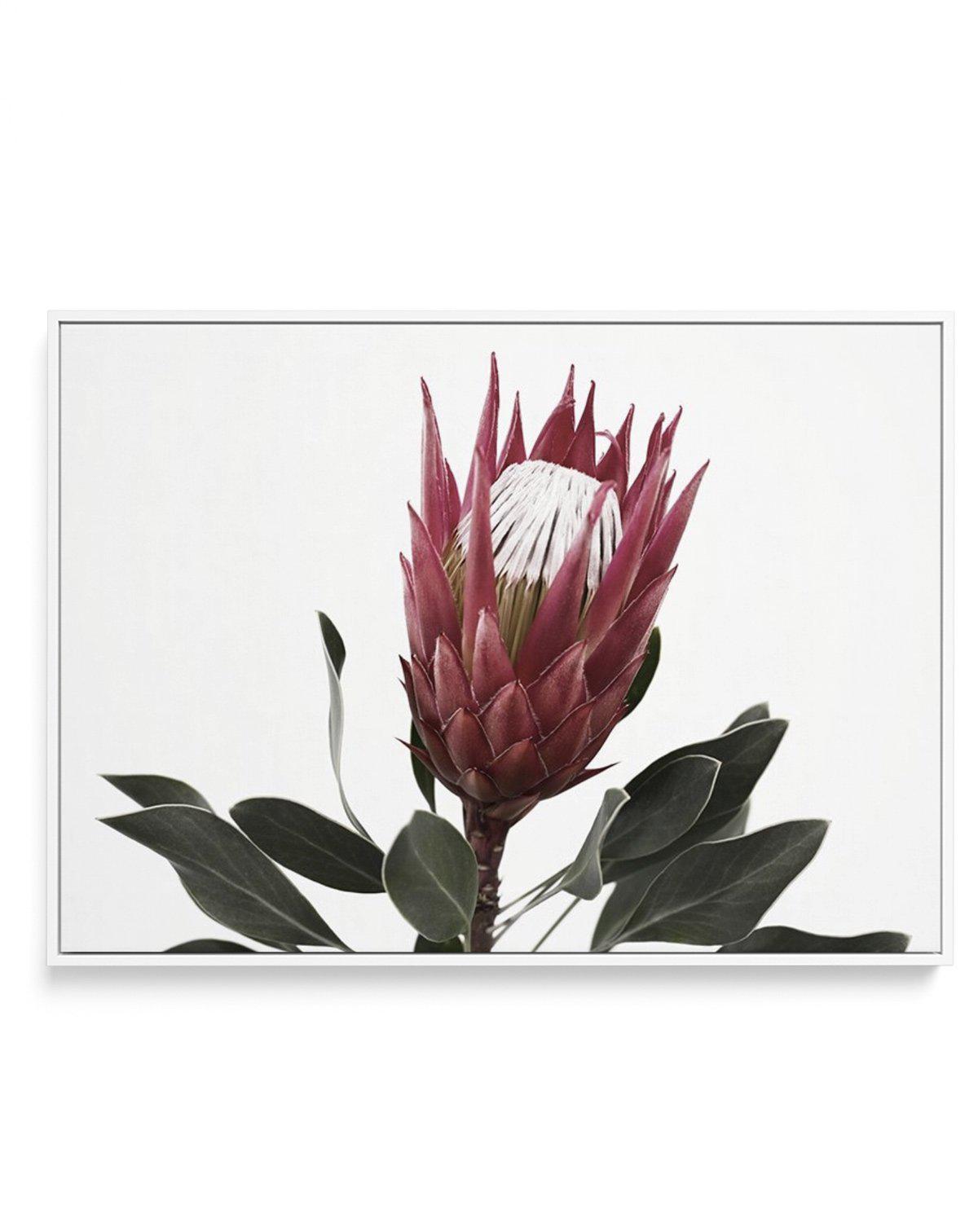 Rouge Protea | Framed Canvas-CANVAS-You can shop wall art online with Olive et Oriel for everything from abstract art to fun kids wall art. Our beautiful modern art prints and canvas art are available from large canvas prints to wall art paintings and our proudly Australian artwork collection offers only the highest quality framed large wall art and canvas art Australia - You can buy fashion photography prints or Hampton print posters and paintings on canvas from Olive et Oriel and have them del