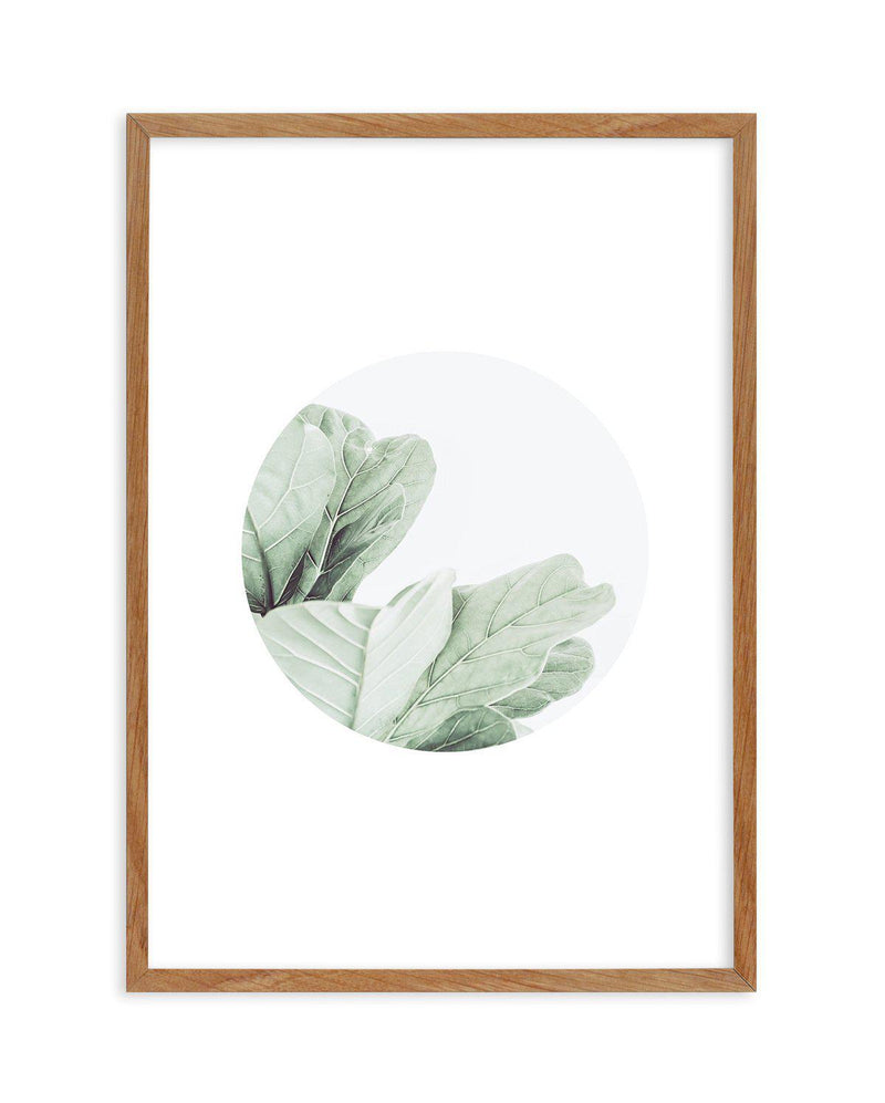 Round Fig Art Print-PRINT-Olive et Oriel-Olive et Oriel-50x70 cm | 19.6" x 27.5"-Walnut-With White Border-Buy-Australian-Art-Prints-Online-with-Olive-et-Oriel-Your-Artwork-Specialists-Austrailia-Decorate-With-Coastal-Photo-Wall-Art-Prints-From-Our-Beach-House-Artwork-Collection-Fine-Poster-and-Framed-Artwork
