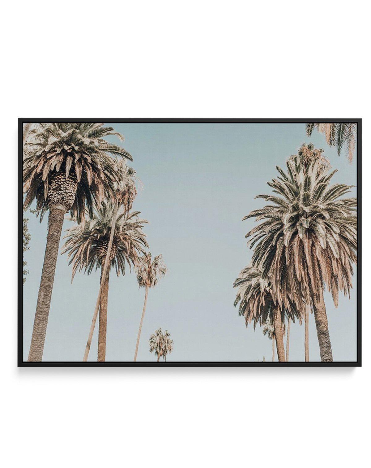 Santa Monica Palms | LS | Framed Canvas-CANVAS-You can shop wall art online with Olive et Oriel for everything from abstract art to fun kids wall art. Our beautiful modern art prints and canvas art are available from large canvas prints to wall art paintings and our proudly Australian artwork collection offers only the highest quality framed large wall art and canvas art Australia - You can buy fashion photography prints or Hampton print posters and paintings on canvas from Olive et Oriel and ha