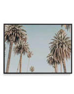Santa Monica Palms | LS | Framed Canvas-CANVAS-You can shop wall art online with Olive et Oriel for everything from abstract art to fun kids wall art. Our beautiful modern art prints and canvas art are available from large canvas prints to wall art paintings and our proudly Australian artwork collection offers only the highest quality framed large wall art and canvas art Australia - You can buy fashion photography prints or Hampton print posters and paintings on canvas from Olive et Oriel and ha