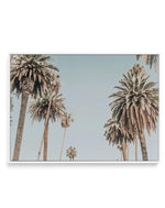Santa Monica Palms | LS | Framed Canvas-CANVAS-You can shop wall art online with Olive et Oriel for everything from abstract art to fun kids wall art. Our beautiful modern art prints and canvas art are available from large canvas prints to wall art paintings and our proudly Australian artwork collection offers only the highest quality framed large wall art and canvas art Australia - You can buy fashion photography prints or Hampton print posters and paintings on canvas from Olive et Oriel and ha