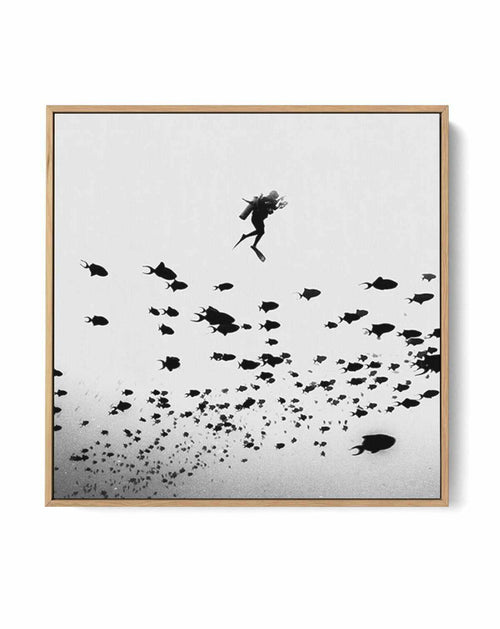 Scuba I SQ | Framed Canvas-CANVAS-You can shop wall art online with Olive et Oriel for everything from abstract art to fun kids wall art. Our beautiful modern art prints and canvas art are available from large canvas prints to wall art paintings and our proudly Australian artwork collection offers only the highest quality framed large wall art and canvas art Australia - You can buy fashion photography prints or Hampton print posters and paintings on canvas from Olive et Oriel and have them deliv