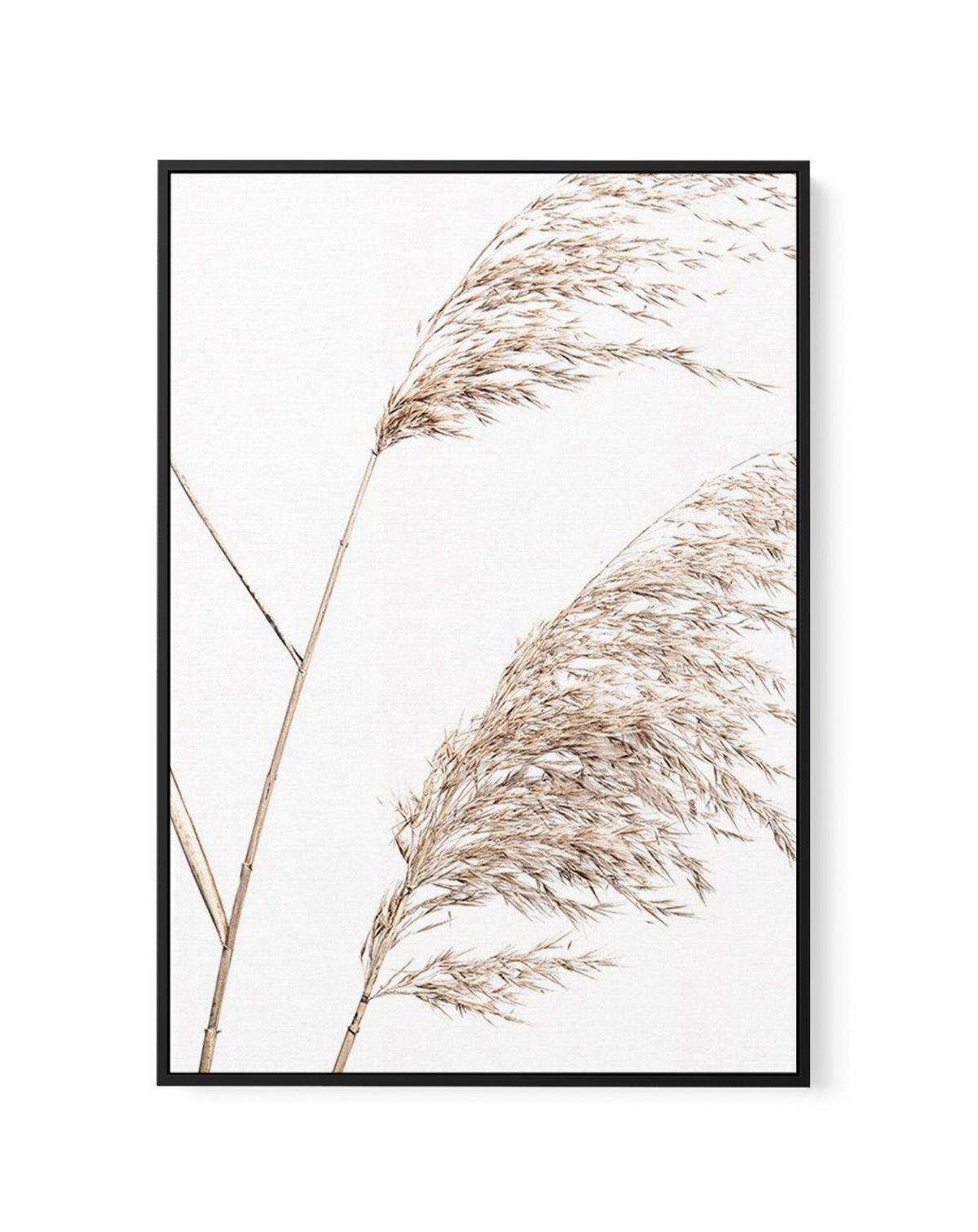 Sea Grass I | Framed Canvas-CANVAS-You can shop wall art online with Olive et Oriel for everything from abstract art to fun kids wall art. Our beautiful modern art prints and canvas art are available from large canvas prints to wall art paintings and our proudly Australian artwork collection offers only the highest quality framed large wall art and canvas art Australia - You can buy fashion photography prints or Hampton print posters and paintings on canvas from Olive et Oriel and have them deli