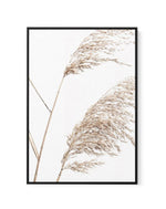 Sea Grass I | Framed Canvas-CANVAS-You can shop wall art online with Olive et Oriel for everything from abstract art to fun kids wall art. Our beautiful modern art prints and canvas art are available from large canvas prints to wall art paintings and our proudly Australian artwork collection offers only the highest quality framed large wall art and canvas art Australia - You can buy fashion photography prints or Hampton print posters and paintings on canvas from Olive et Oriel and have them deli