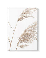 Sea Grass I | Framed Canvas-CANVAS-You can shop wall art online with Olive et Oriel for everything from abstract art to fun kids wall art. Our beautiful modern art prints and canvas art are available from large canvas prints to wall art paintings and our proudly Australian artwork collection offers only the highest quality framed large wall art and canvas art Australia - You can buy fashion photography prints or Hampton print posters and paintings on canvas from Olive et Oriel and have them deli