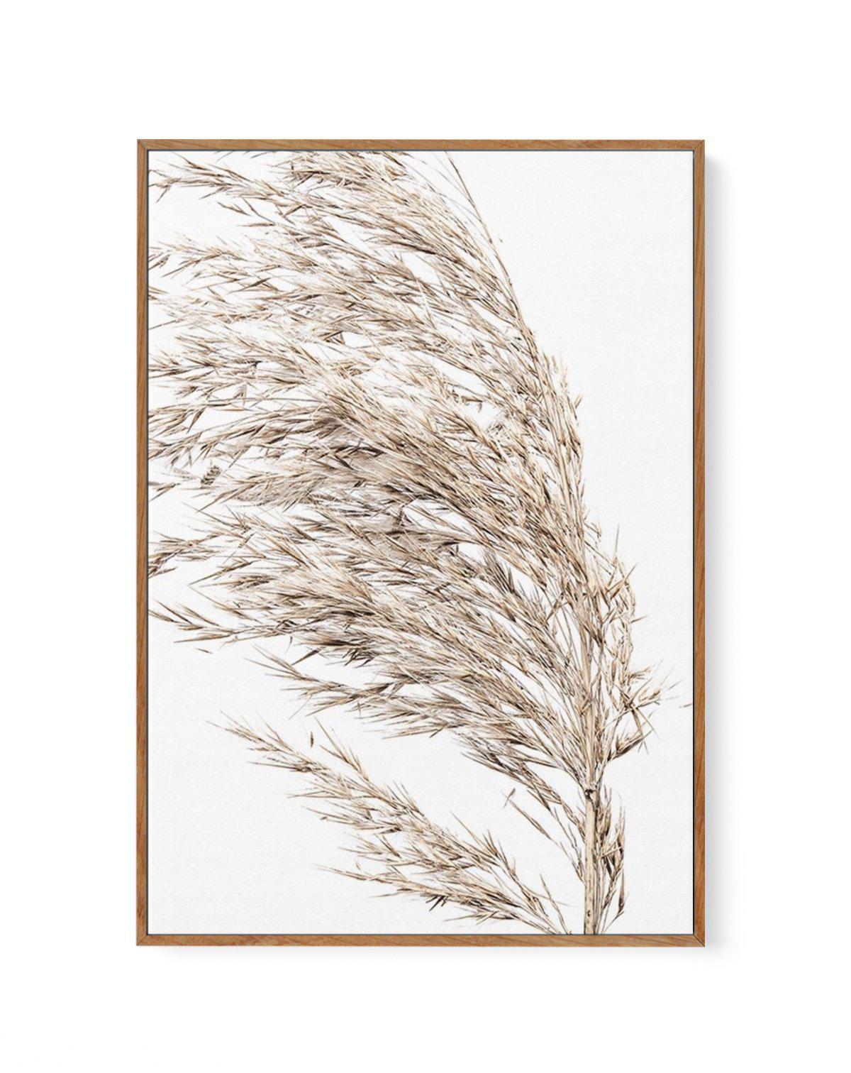 Sea Grass II | Framed Canvas-CANVAS-You can shop wall art online with Olive et Oriel for everything from abstract art to fun kids wall art. Our beautiful modern art prints and canvas art are available from large canvas prints to wall art paintings and our proudly Australian artwork collection offers only the highest quality framed large wall art and canvas art Australia - You can buy fashion photography prints or Hampton print posters and paintings on canvas from Olive et Oriel and have them del