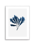 Sea Kelp II Art Print-PRINT-Olive et Oriel-Olive et Oriel-A5 | 5.8" x 8.3" | 14.8 x 21cm-Unframed Art Print-With White Border-Buy-Australian-Art-Prints-Online-with-Olive-et-Oriel-Your-Artwork-Specialists-Austrailia-Decorate-With-Coastal-Photo-Wall-Art-Prints-From-Our-Beach-House-Artwork-Collection-Fine-Poster-and-Framed-Artwork