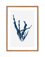 Sea Kelp IV Art Print-PRINT-Olive et Oriel-Olive et Oriel-50x70 cm | 19.6" x 27.5"-Walnut-With White Border-Buy-Australian-Art-Prints-Online-with-Olive-et-Oriel-Your-Artwork-Specialists-Austrailia-Decorate-With-Coastal-Photo-Wall-Art-Prints-From-Our-Beach-House-Artwork-Collection-Fine-Poster-and-Framed-Artwork