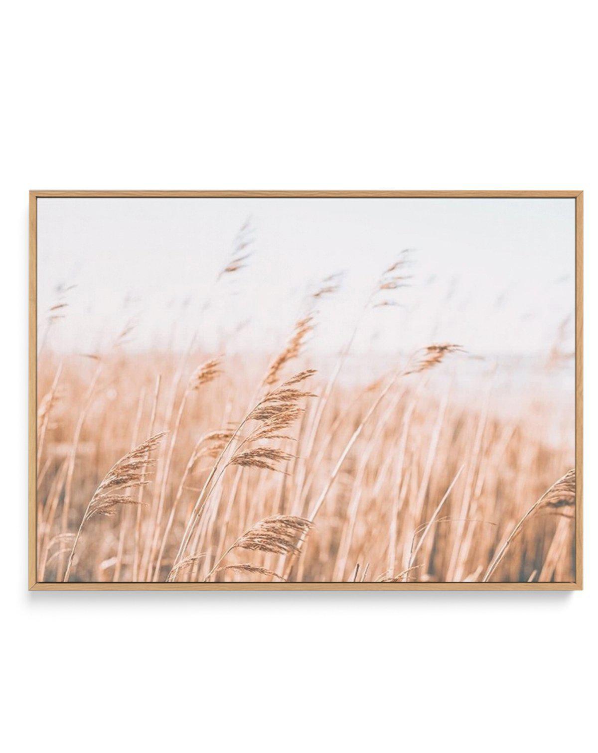 Seagrass In The Wind I | LS | Framed Canvas-CANVAS-You can shop wall art online with Olive et Oriel for everything from abstract art to fun kids wall art. Our beautiful modern art prints and canvas art are available from large canvas prints to wall art paintings and our proudly Australian artwork collection offers only the highest quality framed large wall art and canvas art Australia - You can buy fashion photography prints or Hampton print posters and paintings on canvas from Olive et Oriel an