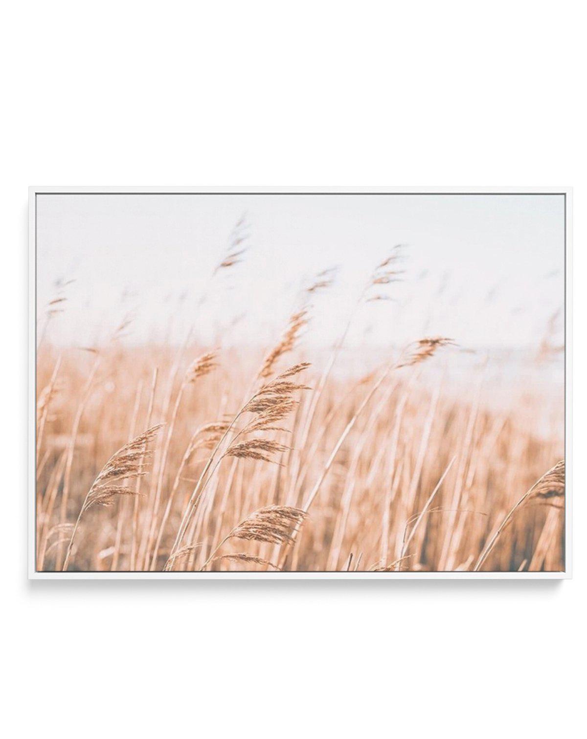 Seagrass In The Wind I | LS | Framed Canvas-CANVAS-You can shop wall art online with Olive et Oriel for everything from abstract art to fun kids wall art. Our beautiful modern art prints and canvas art are available from large canvas prints to wall art paintings and our proudly Australian artwork collection offers only the highest quality framed large wall art and canvas art Australia - You can buy fashion photography prints or Hampton print posters and paintings on canvas from Olive et Oriel an