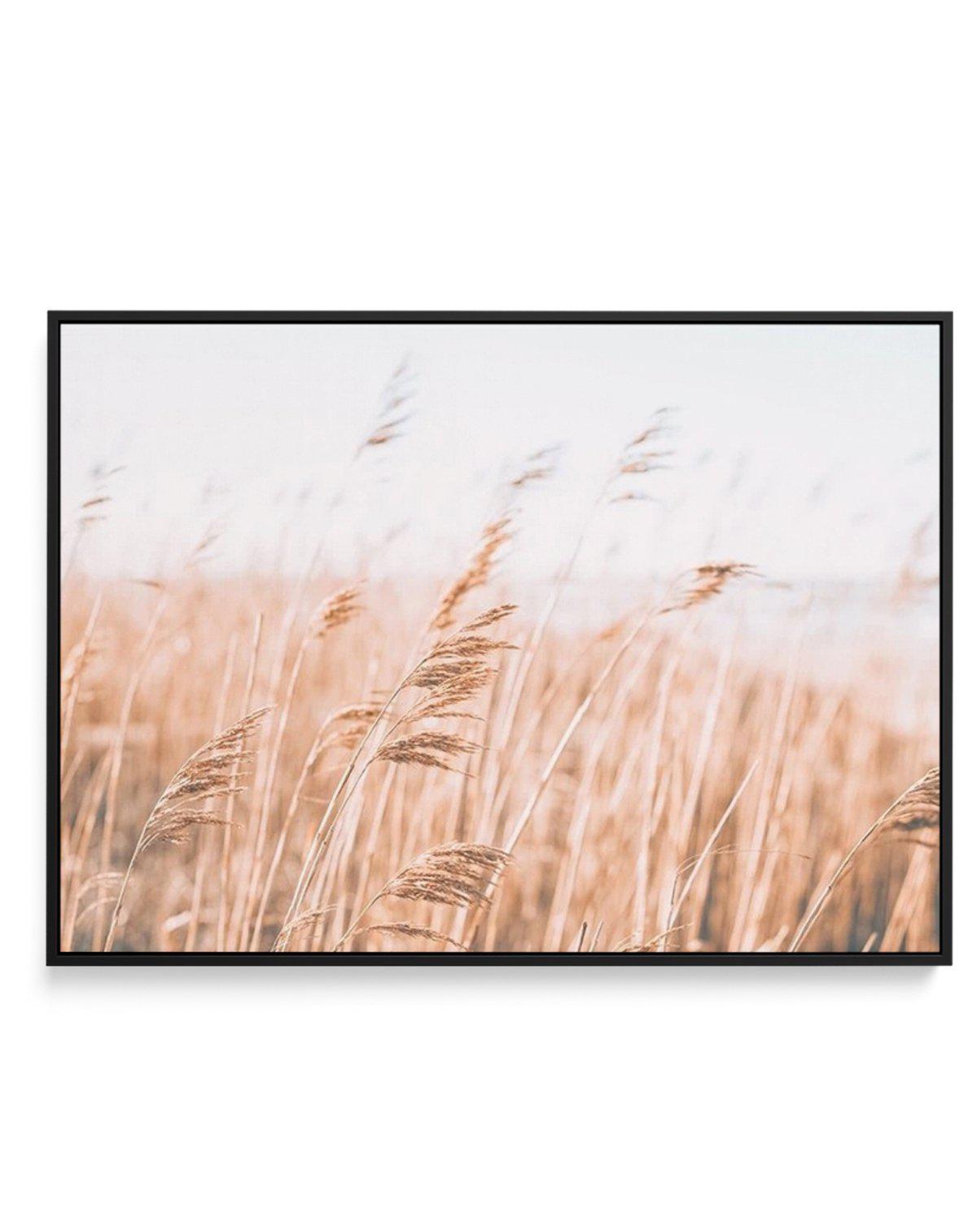 Seagrass In The Wind I | LS | Framed Canvas-CANVAS-You can shop wall art online with Olive et Oriel for everything from abstract art to fun kids wall art. Our beautiful modern art prints and canvas art are available from large canvas prints to wall art paintings and our proudly Australian artwork collection offers only the highest quality framed large wall art and canvas art Australia - You can buy fashion photography prints or Hampton print posters and paintings on canvas from Olive et Oriel an