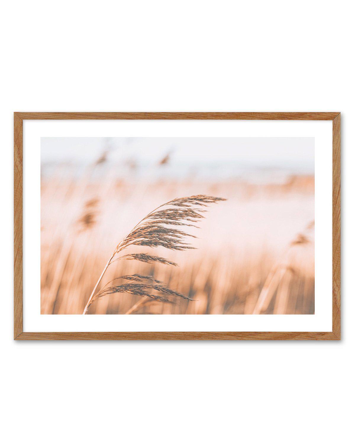 Seagrass In The Wind II | LS Art Print-PRINT-Olive et Oriel-Olive et Oriel-50x70 cm | 19.6" x 27.5"-Walnut-With White Border-Buy-Australian-Art-Prints-Online-with-Olive-et-Oriel-Your-Artwork-Specialists-Austrailia-Decorate-With-Coastal-Photo-Wall-Art-Prints-From-Our-Beach-House-Artwork-Collection-Fine-Poster-and-Framed-Artwork