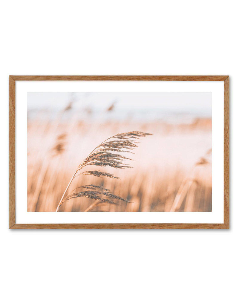 Seagrass In The Wind II | LS Art Print-PRINT-Olive et Oriel-Olive et Oriel-50x70 cm | 19.6" x 27.5"-Walnut-With White Border-Buy-Australian-Art-Prints-Online-with-Olive-et-Oriel-Your-Artwork-Specialists-Austrailia-Decorate-With-Coastal-Photo-Wall-Art-Prints-From-Our-Beach-House-Artwork-Collection-Fine-Poster-and-Framed-Artwork