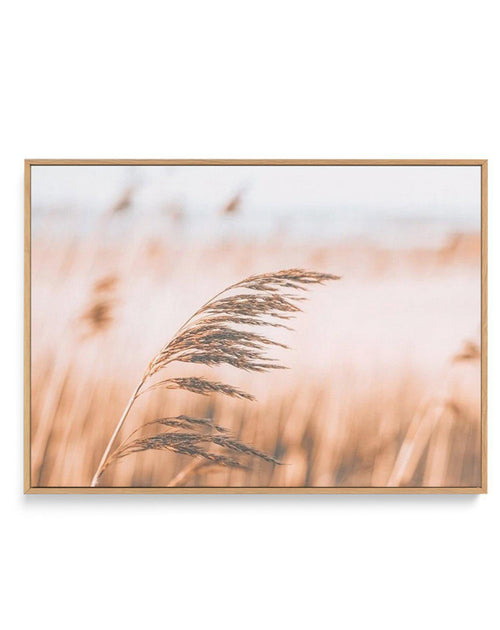 Seagrass In The Wind II | LS | Framed Canvas-CANVAS-You can shop wall art online with Olive et Oriel for everything from abstract art to fun kids wall art. Our beautiful modern art prints and canvas art are available from large canvas prints to wall art paintings and our proudly Australian artwork collection offers only the highest quality framed large wall art and canvas art Australia - You can buy fashion photography prints or Hampton print posters and paintings on canvas from Olive et Oriel a