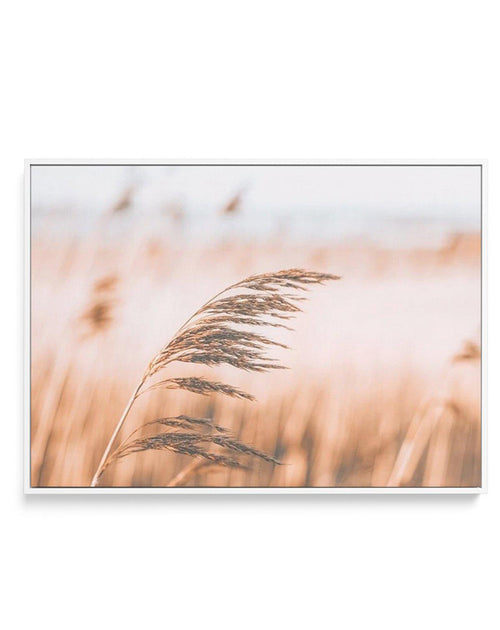 Seagrass In The Wind II | LS | Framed Canvas-CANVAS-You can shop wall art online with Olive et Oriel for everything from abstract art to fun kids wall art. Our beautiful modern art prints and canvas art are available from large canvas prints to wall art paintings and our proudly Australian artwork collection offers only the highest quality framed large wall art and canvas art Australia - You can buy fashion photography prints or Hampton print posters and paintings on canvas from Olive et Oriel a