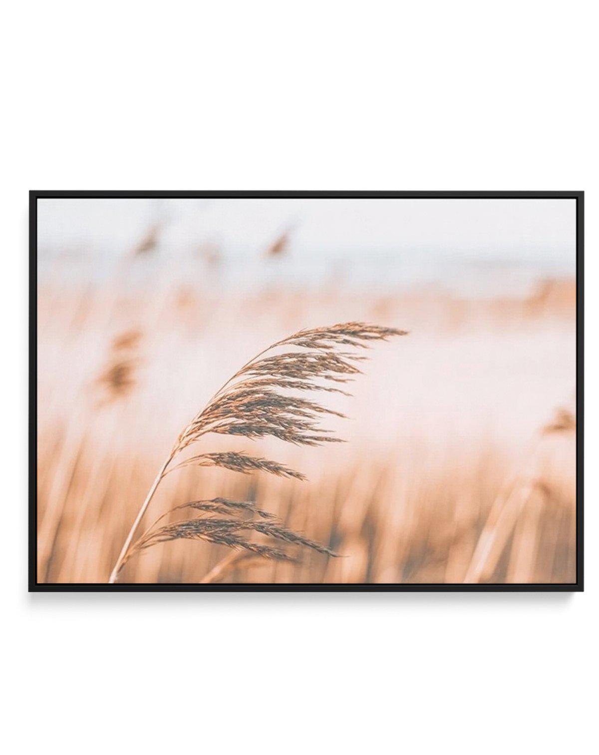 Seagrass In The Wind II | LS | Framed Canvas-CANVAS-You can shop wall art online with Olive et Oriel for everything from abstract art to fun kids wall art. Our beautiful modern art prints and canvas art are available from large canvas prints to wall art paintings and our proudly Australian artwork collection offers only the highest quality framed large wall art and canvas art Australia - You can buy fashion photography prints or Hampton print posters and paintings on canvas from Olive et Oriel a