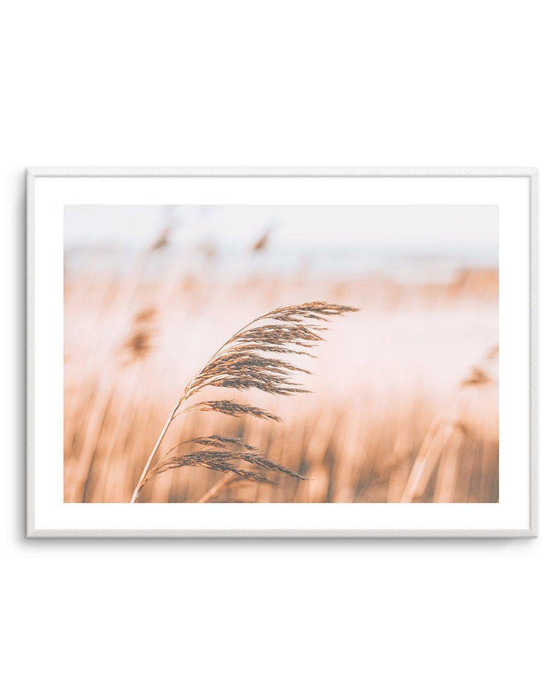 Seagrass In The Wind II | LS Art Print-PRINT-Olive et Oriel-Olive et Oriel-A5 | 5.8" x 8.3" | 14.8 x 21cm-Unframed Art Print-With White Border-Buy-Australian-Art-Prints-Online-with-Olive-et-Oriel-Your-Artwork-Specialists-Austrailia-Decorate-With-Coastal-Photo-Wall-Art-Prints-From-Our-Beach-House-Artwork-Collection-Fine-Poster-and-Framed-Artwork