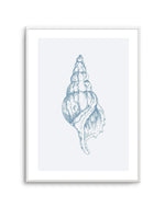 Seashell | Atlantic Triton Art Print-PRINT-Olive et Oriel-Olive et Oriel-A5 | 5.8" x 8.3" | 14.8 x 21cm-Unframed Art Print-With White Border-Buy-Australian-Art-Prints-Online-with-Olive-et-Oriel-Your-Artwork-Specialists-Austrailia-Decorate-With-Coastal-Photo-Wall-Art-Prints-From-Our-Beach-House-Artwork-Collection-Fine-Poster-and-Framed-Artwork