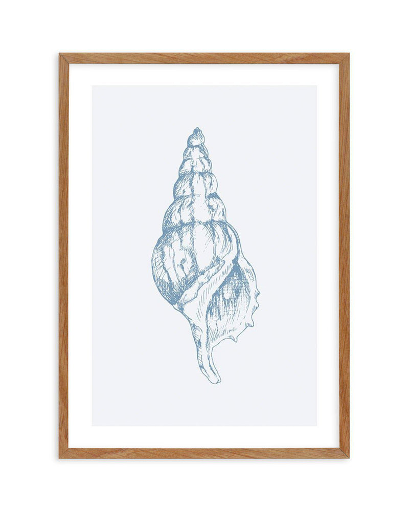 Seashell | Atlantic Triton Art Print-PRINT-Olive et Oriel-Olive et Oriel-50x70 cm | 19.6" x 27.5"-Walnut-With White Border-Buy-Australian-Art-Prints-Online-with-Olive-et-Oriel-Your-Artwork-Specialists-Austrailia-Decorate-With-Coastal-Photo-Wall-Art-Prints-From-Our-Beach-House-Artwork-Collection-Fine-Poster-and-Framed-Artwork