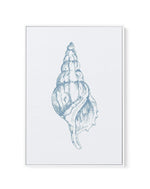Seashell | Atlantic Triton | Framed Canvas-CANVAS-You can shop wall art online with Olive et Oriel for everything from abstract art to fun kids wall art. Our beautiful modern art prints and canvas art are available from large canvas prints to wall art paintings and our proudly Australian artwork collection offers only the highest quality framed large wall art and canvas art Australia - You can buy fashion photography prints or Hampton print posters and paintings on canvas from Olive et Oriel and