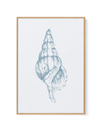 Seashell | Atlantic Triton | Framed Canvas-CANVAS-You can shop wall art online with Olive et Oriel for everything from abstract art to fun kids wall art. Our beautiful modern art prints and canvas art are available from large canvas prints to wall art paintings and our proudly Australian artwork collection offers only the highest quality framed large wall art and canvas art Australia - You can buy fashion photography prints or Hampton print posters and paintings on canvas from Olive et Oriel and
