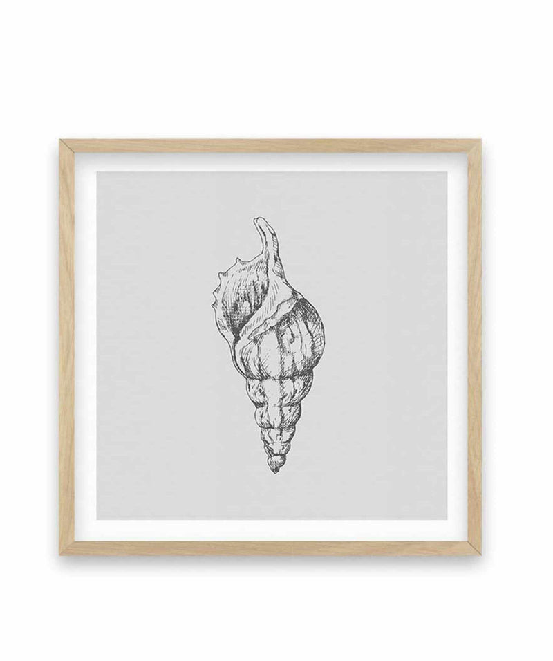 Seashell | Atlantic Triton SQ Art Print-PRINT-Olive et Oriel-Olive et Oriel-70x70 cm | 27.5" x 27.5"-Oak-With White Border-Buy-Australian-Art-Prints-Online-with-Olive-et-Oriel-Your-Artwork-Specialists-Austrailia-Decorate-With-Coastal-Photo-Wall-Art-Prints-From-Our-Beach-House-Artwork-Collection-Fine-Poster-and-Framed-Artwork
