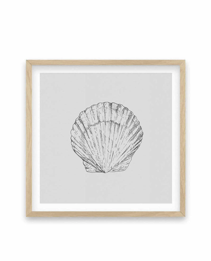 Seashell | Bay Scallop SQ Art Print-PRINT-Olive et Oriel-Olive et Oriel-70x70 cm | 27.5" x 27.5"-Oak-With White Border-Buy-Australian-Art-Prints-Online-with-Olive-et-Oriel-Your-Artwork-Specialists-Austrailia-Decorate-With-Coastal-Photo-Wall-Art-Prints-From-Our-Beach-House-Artwork-Collection-Fine-Poster-and-Framed-Artwork