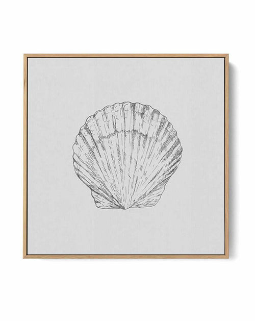 Seashell | Bay Scallop SQ | Framed Canvas-CANVAS-You can shop wall art online with Olive et Oriel for everything from abstract art to fun kids wall art. Our beautiful modern art prints and canvas art are available from large canvas prints to wall art paintings and our proudly Australian artwork collection offers only the highest quality framed large wall art and canvas art Australia - You can buy fashion photography prints or Hampton print posters and paintings on canvas from Olive et Oriel and 