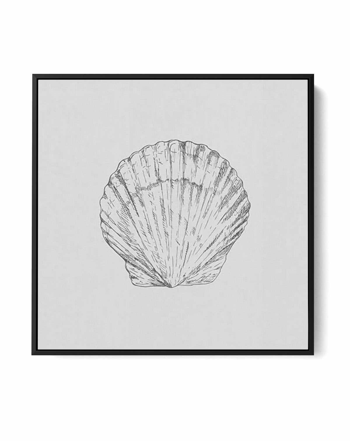 Seashell | Bay Scallop SQ | Framed Canvas-CANVAS-You can shop wall art online with Olive et Oriel for everything from abstract art to fun kids wall art. Our beautiful modern art prints and canvas art are available from large canvas prints to wall art paintings and our proudly Australian artwork collection offers only the highest quality framed large wall art and canvas art Australia - You can buy fashion photography prints or Hampton print posters and paintings on canvas from Olive et Oriel and 