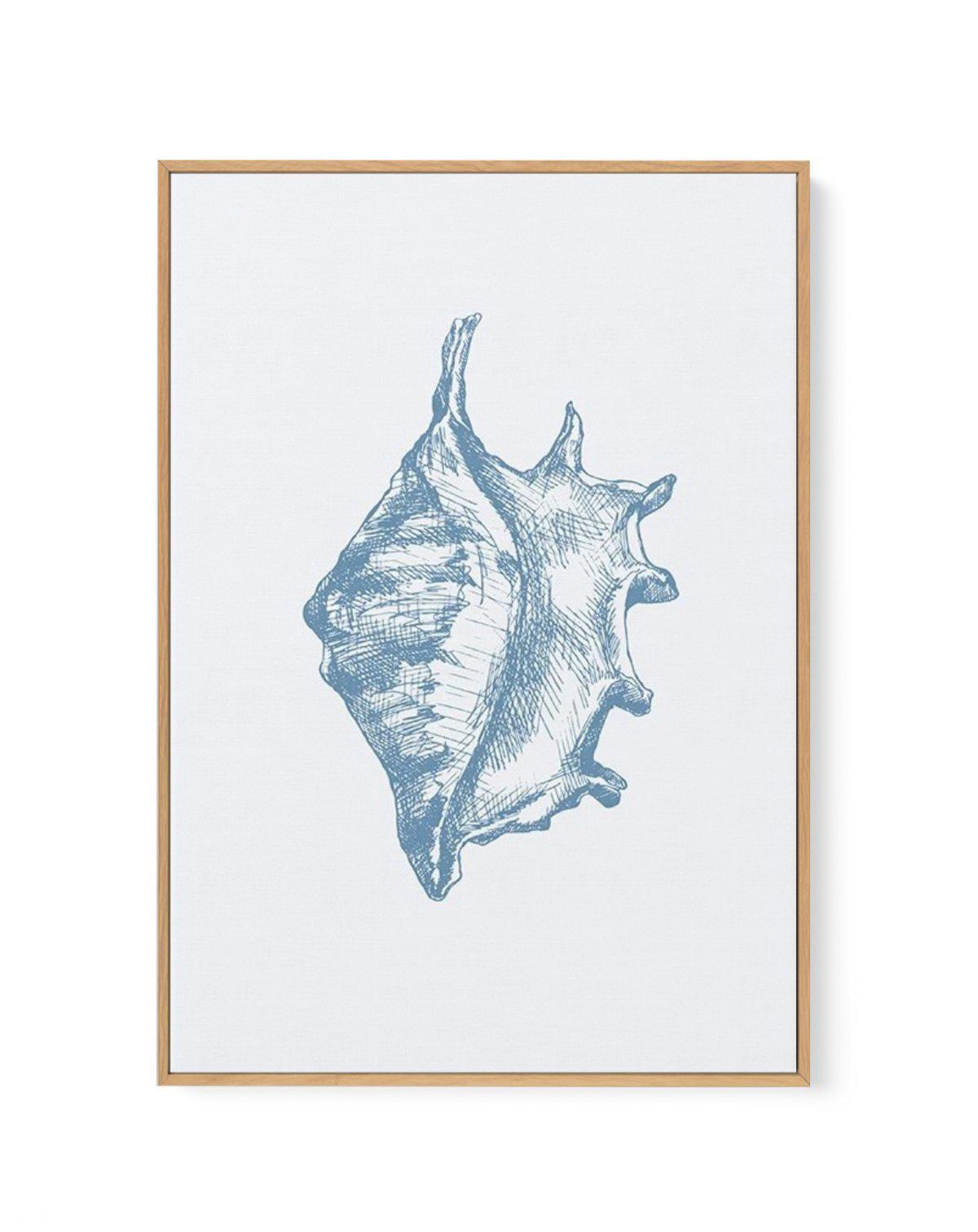 Seashell | Conch | Framed Canvas-CANVAS-You can shop wall art online with Olive et Oriel for everything from abstract art to fun kids wall art. Our beautiful modern art prints and canvas art are available from large canvas prints to wall art paintings and our proudly Australian artwork collection offers only the highest quality framed large wall art and canvas art Australia - You can buy fashion photography prints or Hampton print posters and paintings on canvas from Olive et Oriel and have them