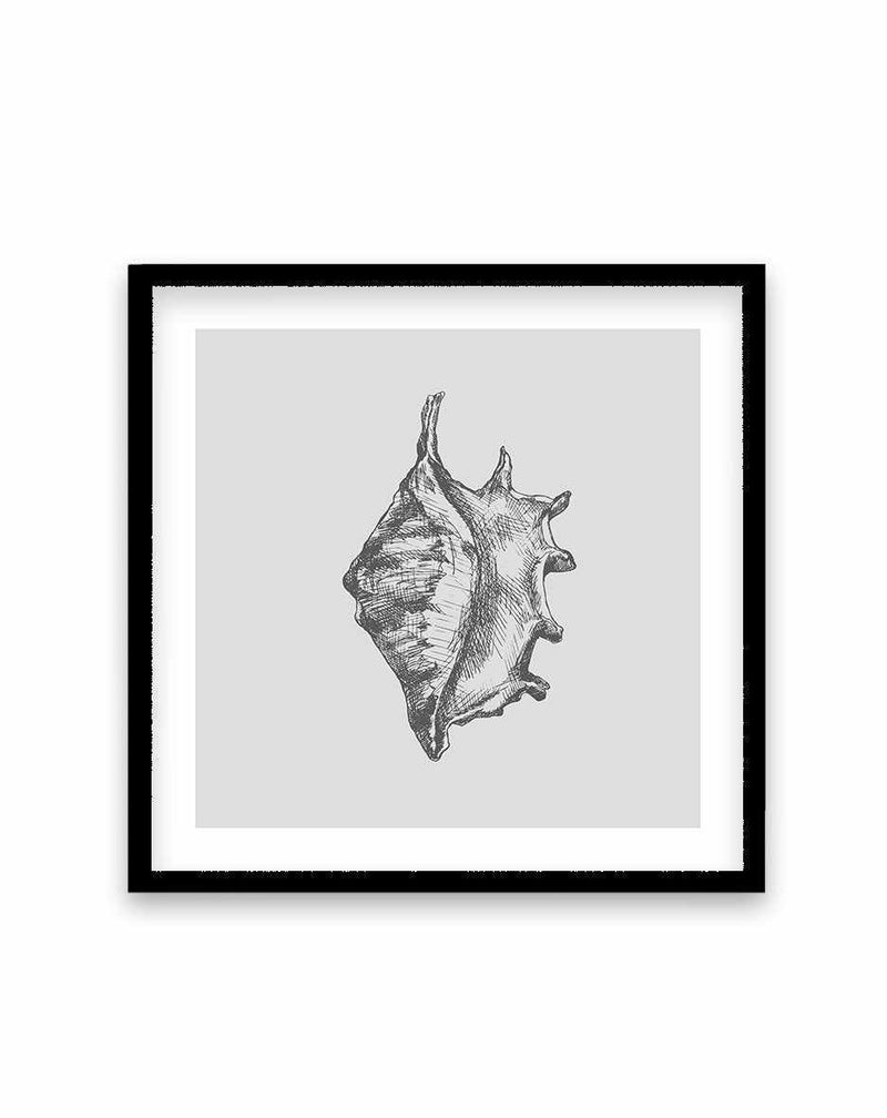 Seashell | Conch SQ Art Print-PRINT-Olive et Oriel-Olive et Oriel-70x70 cm | 27.5" x 27.5"-Black-With White Border-Buy-Australian-Art-Prints-Online-with-Olive-et-Oriel-Your-Artwork-Specialists-Austrailia-Decorate-With-Coastal-Photo-Wall-Art-Prints-From-Our-Beach-House-Artwork-Collection-Fine-Poster-and-Framed-Artwork