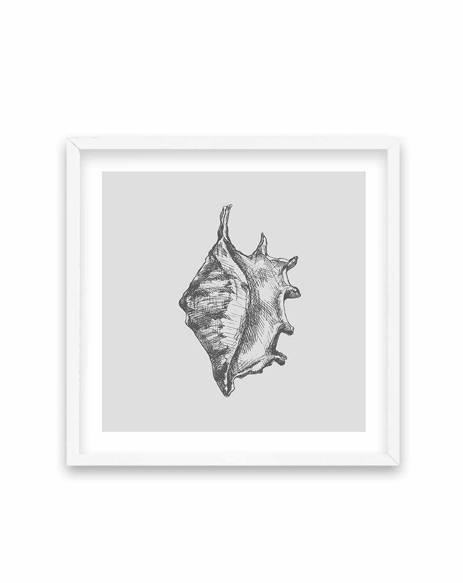 Seashell | Conch SQ Art Print-PRINT-Olive et Oriel-Olive et Oriel-70x70 cm | 27.5" x 27.5"-White-With White Border-Buy-Australian-Art-Prints-Online-with-Olive-et-Oriel-Your-Artwork-Specialists-Austrailia-Decorate-With-Coastal-Photo-Wall-Art-Prints-From-Our-Beach-House-Artwork-Collection-Fine-Poster-and-Framed-Artwork