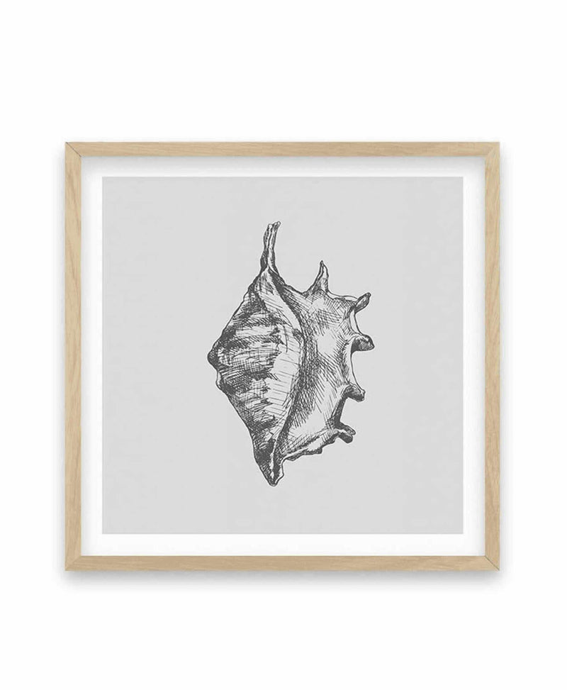 Seashell | Conch SQ Art Print-PRINT-Olive et Oriel-Olive et Oriel-70x70 cm | 27.5" x 27.5"-Oak-With White Border-Buy-Australian-Art-Prints-Online-with-Olive-et-Oriel-Your-Artwork-Specialists-Austrailia-Decorate-With-Coastal-Photo-Wall-Art-Prints-From-Our-Beach-House-Artwork-Collection-Fine-Poster-and-Framed-Artwork