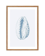 Seashell | Tiger Cowrie Art Print-PRINT-Olive et Oriel-Olive et Oriel-50x70 cm | 19.6" x 27.5"-Walnut-With White Border-Buy-Australian-Art-Prints-Online-with-Olive-et-Oriel-Your-Artwork-Specialists-Austrailia-Decorate-With-Coastal-Photo-Wall-Art-Prints-From-Our-Beach-House-Artwork-Collection-Fine-Poster-and-Framed-Artwork