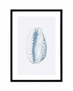 Seashell | Tiger Cowrie Art Print-PRINT-Olive et Oriel-Olive et Oriel-A5 | 5.8" x 8.3" | 14.8 x 21cm-Black-With White Border-Buy-Australian-Art-Prints-Online-with-Olive-et-Oriel-Your-Artwork-Specialists-Austrailia-Decorate-With-Coastal-Photo-Wall-Art-Prints-From-Our-Beach-House-Artwork-Collection-Fine-Poster-and-Framed-Artwork