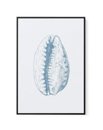 Seashell | Tiger Cowrie | Framed Canvas-CANVAS-You can shop wall art online with Olive et Oriel for everything from abstract art to fun kids wall art. Our beautiful modern art prints and canvas art are available from large canvas prints to wall art paintings and our proudly Australian artwork collection offers only the highest quality framed large wall art and canvas art Australia - You can buy fashion photography prints or Hampton print posters and paintings on canvas from Olive et Oriel and ha
