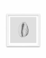 Seashell | Tiger Cowrie SQ Art Print-PRINT-Olive et Oriel-Olive et Oriel-70x70 cm | 27.5" x 27.5"-White-With White Border-Buy-Australian-Art-Prints-Online-with-Olive-et-Oriel-Your-Artwork-Specialists-Austrailia-Decorate-With-Coastal-Photo-Wall-Art-Prints-From-Our-Beach-House-Artwork-Collection-Fine-Poster-and-Framed-Artwork