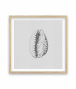 Seashell | Tiger Cowrie SQ Art Print-PRINT-Olive et Oriel-Olive et Oriel-70x70 cm | 27.5" x 27.5"-Oak-With White Border-Buy-Australian-Art-Prints-Online-with-Olive-et-Oriel-Your-Artwork-Specialists-Austrailia-Decorate-With-Coastal-Photo-Wall-Art-Prints-From-Our-Beach-House-Artwork-Collection-Fine-Poster-and-Framed-Artwork
