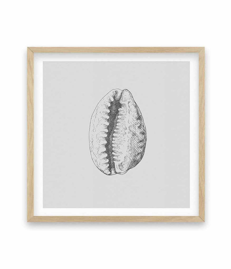 Seashell | Tiger Cowrie SQ Art Print-PRINT-Olive et Oriel-Olive et Oriel-70x70 cm | 27.5" x 27.5"-Oak-With White Border-Buy-Australian-Art-Prints-Online-with-Olive-et-Oriel-Your-Artwork-Specialists-Austrailia-Decorate-With-Coastal-Photo-Wall-Art-Prints-From-Our-Beach-House-Artwork-Collection-Fine-Poster-and-Framed-Artwork