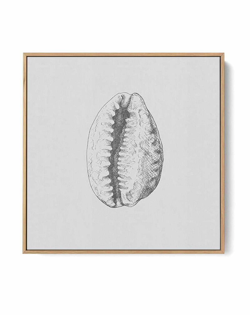 Seashell | Tiger Cowrie SQ | Framed Canvas-CANVAS-You can shop wall art online with Olive et Oriel for everything from abstract art to fun kids wall art. Our beautiful modern art prints and canvas art are available from large canvas prints to wall art paintings and our proudly Australian artwork collection offers only the highest quality framed large wall art and canvas art Australia - You can buy fashion photography prints or Hampton print posters and paintings on canvas from Olive et Oriel and