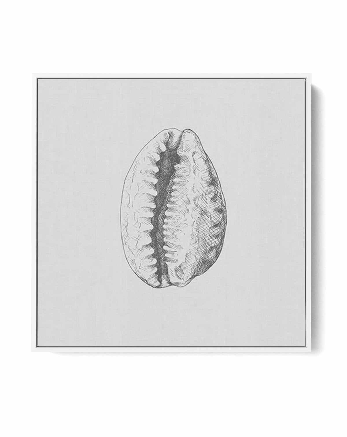 Seashell | Tiger Cowrie SQ | Framed Canvas-CANVAS-You can shop wall art online with Olive et Oriel for everything from abstract art to fun kids wall art. Our beautiful modern art prints and canvas art are available from large canvas prints to wall art paintings and our proudly Australian artwork collection offers only the highest quality framed large wall art and canvas art Australia - You can buy fashion photography prints or Hampton print posters and paintings on canvas from Olive et Oriel and